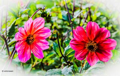 Dahlia-Vordenstein 1 .JPG