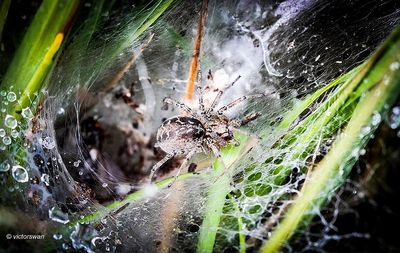 Gewone Doolhofspin - Agelena labyrinthica .JPG