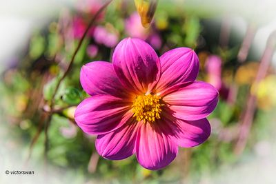 Dahlia-Heirloom border .JPG