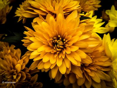 Chrysant.JPG