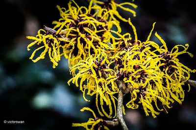 Hamamelis intermedia Nina.JPG