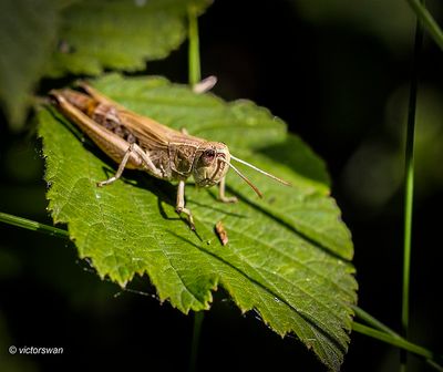 Krasser - Pseudochorthippus parallelus.JPG