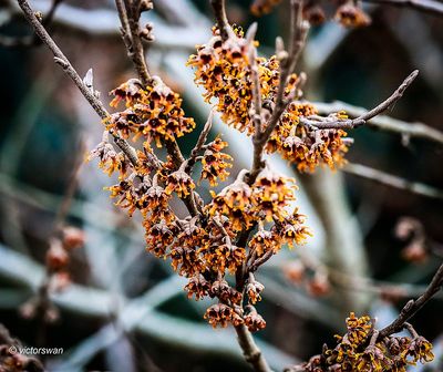Hamamelis .JPG