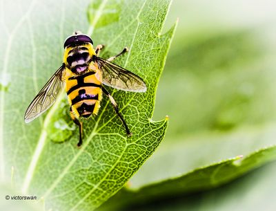 Doodskopzweefvlieg - Myathropa florea .JPG
