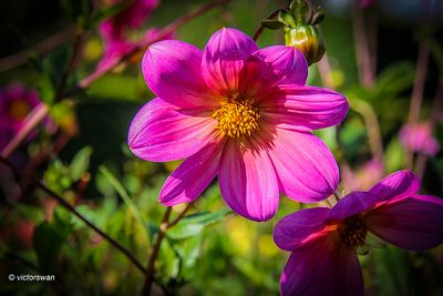 Dahlia-Heirloom border .JPG