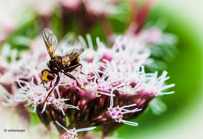Roestbruine kromlijf - Sicus ferrugineus .JPG