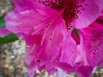  Rododendron .JPG