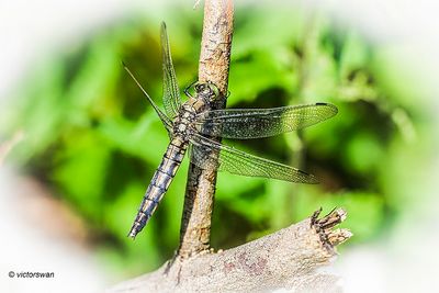 Gewone oeverlibel - Orthetrum cancellatum .JPG