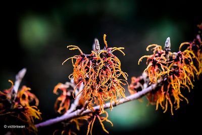 Hamamelis Vernalis .JPG