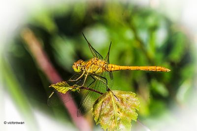 Zuidelijke heidelibel - Sympetrum meridionale.JPG