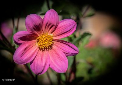 Dahlia-Heirloom border .JPG
