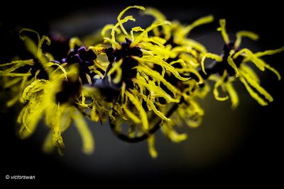 Hamamelis intermedia Nina.JPG