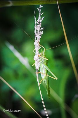 Grote Groene Sabelsprinkhaan - Tettigonia viridissima JPG