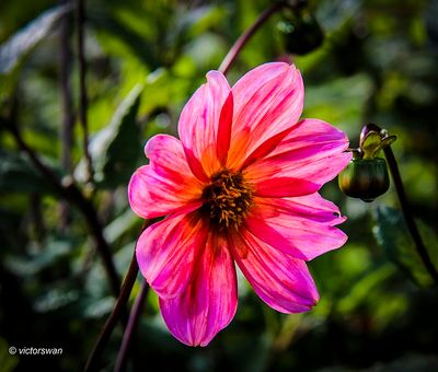 Dahlia-Vordenstein één.JPG