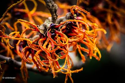 Hamamelis Vernalis .JPG