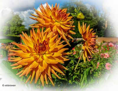 Dahlia-Willy Gryson .JPG