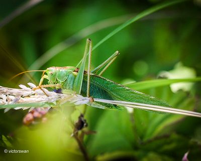 Grote Groene Sabelsprinkhaan - Tettigonia viridissima JPG