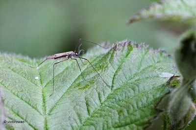 Gnophomyia spec JPG