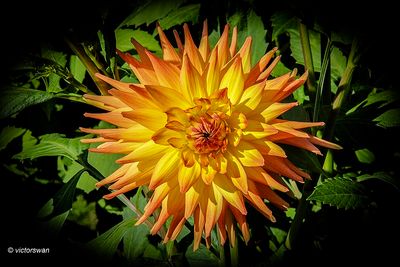 Dahlia-Willy Gryson .JPG