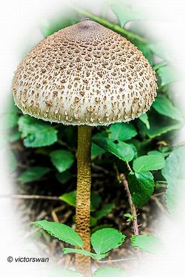 Grote parasolzwam - Macrolepiota procera .JPG