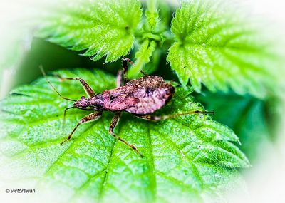 Boomsikkelwants - Himacerus apterus .JPG