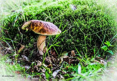 Gewone heksenboleet - Boletus erythropus.JPG