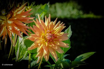 Dahlia-Willy Gryson .JPG