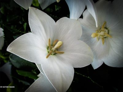 Ballonklokje - Platycodon grandiflorus.JPG
