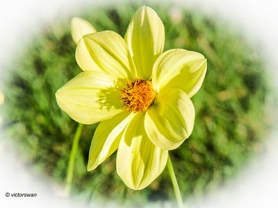 Dahlia-Golden River.JPG