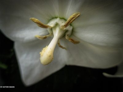 Ballonklokje - Platycodon grandiflorus.JPG