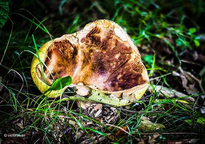 Gewone heksenboleet - Boletus erythropus.JPG