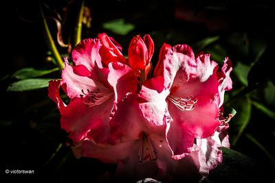 Pontische rododendron - Rhododendron ponticum.JPG