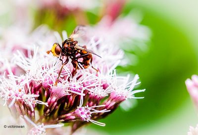 Roestbruine kromlijf - Sicus ferrugineus .JPG
