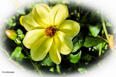Dahlia-Golden River.JPG
