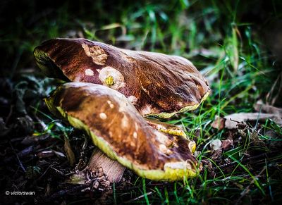 Gewone heksenboleet - Boletus erythropus.JPG