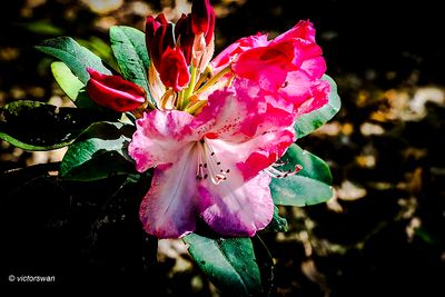 Pontische rododendron - Rhododendron ponticum.JPG