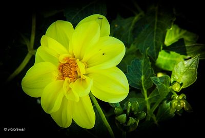 Dahlia-Golden River.JPG