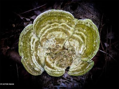 Witte bultzwam - Trametes gibbosa .JPG