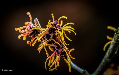 Hamamelis x intermedia 'Georges' .JPG