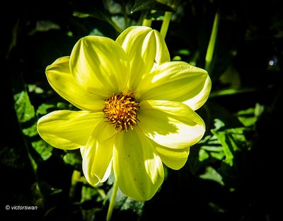 Dahlia-Golden River.JPG