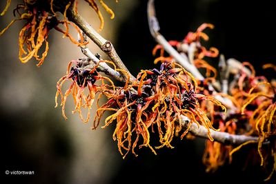 Hamamelis Vernalis .JPG