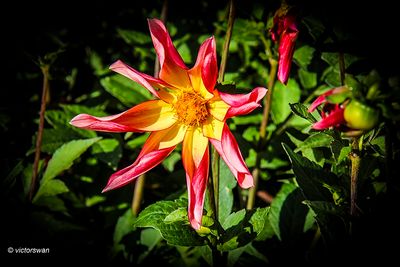 Dahlia-Honka Surprise .JPG