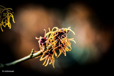 Hamamelis x intermedia 'Georges' .JPG