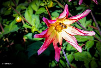 Dahlia-Honka Surprise .JPG