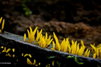 Geel hoorntje - Calocera cornea .JPG