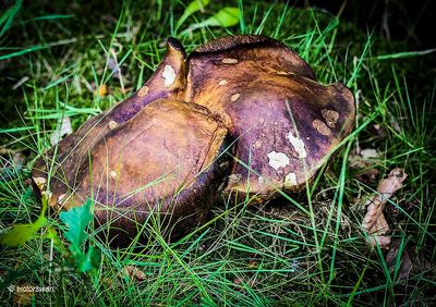 Gewone heksenboleet - Boletus erythropus.JPG