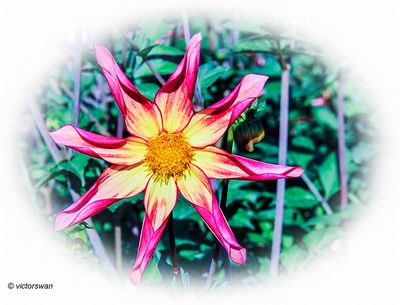 Dahlia-Honka Surprise .JPG