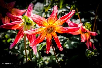 Dahlia-Honka Surprise .JPG