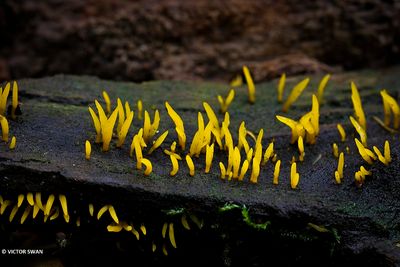 Geel hoorntje - Calocera cornea .JPG