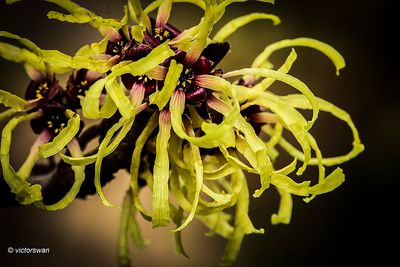 Hamamelis x intermedia 'Primavera .JPG